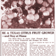 An advertisement selling land on which to grow citrus in the Lower Rio Grande Valley, published in the 1929 edition of the Texas Almanac.